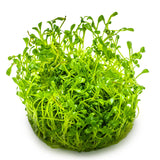 Tropica 045A Tissue Culture - Glossostigma Elatinoides in a vibrant green clump, ideal for aquariums.