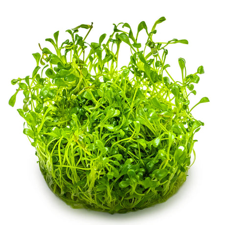 Tropica 045A Tissue Culture - Glossostigma Elatinoides in a vibrant green clump, ideal for aquariums.