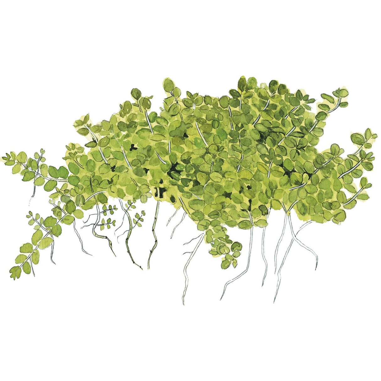 Tropica 048B Tissue Culture - Micranthemum callitrichoides Cuba plant illustration with lush green leaves.