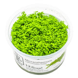 Tropica 048B Tissue Culture - Micranthemum callitrichoides Cuba