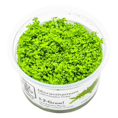 Tropica 048B Tissue Culture - Micranthemum callitrichoides Cuba in a clear container with vibrant green leaves