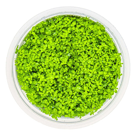 Tropica 048B Tissue Culture - Micranthemum callitrichoides Cuba in a clear container, showcasing vibrant green aquatic plant.