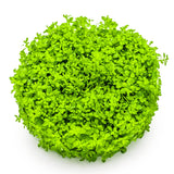 Tropica 048B Tissue Culture - Micranthemum callitrichoides Cuba, vibrant green foreground aquarium plant.
