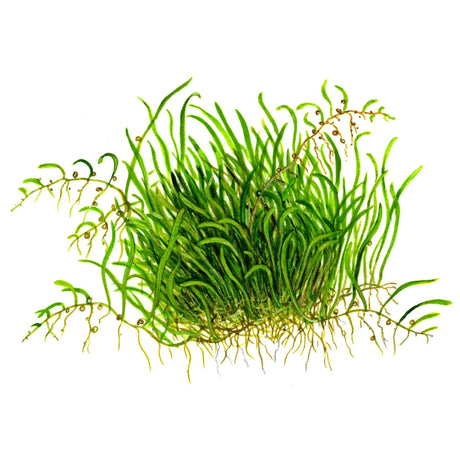 Tropica 049B Tissue Culture - Utricularia graminifolia showcasing lush green aquatic plant features.