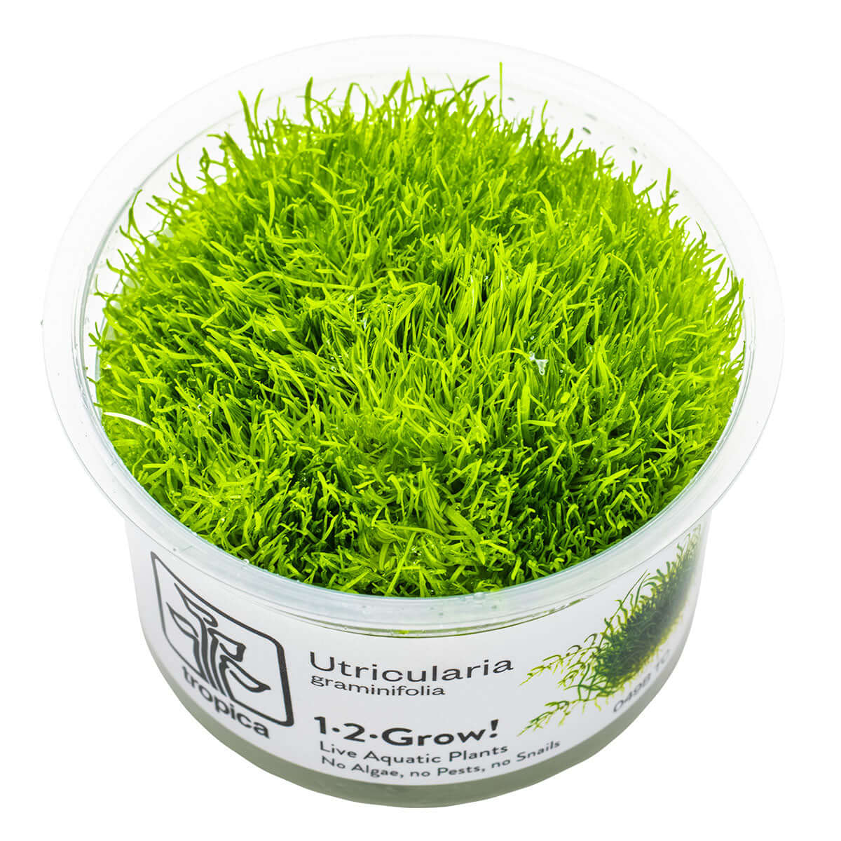 Tropica 049B Tissue Culture - Utricularia graminifolia in a clear container with vibrant green aquatic plants.