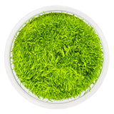 Tropica 049B Tissue Culture - Utricularia graminifolia in a clear container, vibrant green aquatic plant.