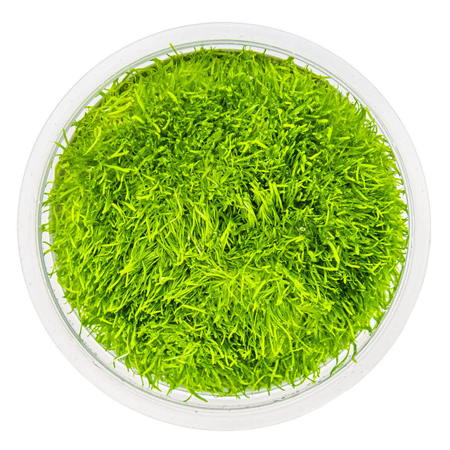 Tropica 049B Tissue Culture - Utricularia graminifolia in a clear container, vibrant green aquatic plant.