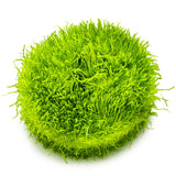 Tropica 049B Tissue Culture - Utricularia graminifolia vibrant green aquatic plant