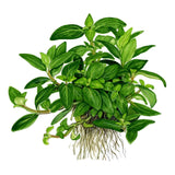 Tropica 049G Tissue Culture - Staurogyne repens healthy green plant suitable for aquarium foreground.