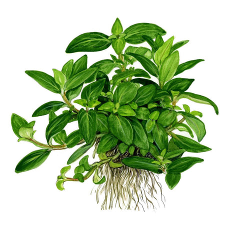 Tropica 049G Tissue Culture - Staurogyne repens healthy green plant suitable for aquarium foreground.