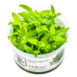 Tropica 049G Tissue Culture - Staurogyne repens in transparent container with fresh green leaves.