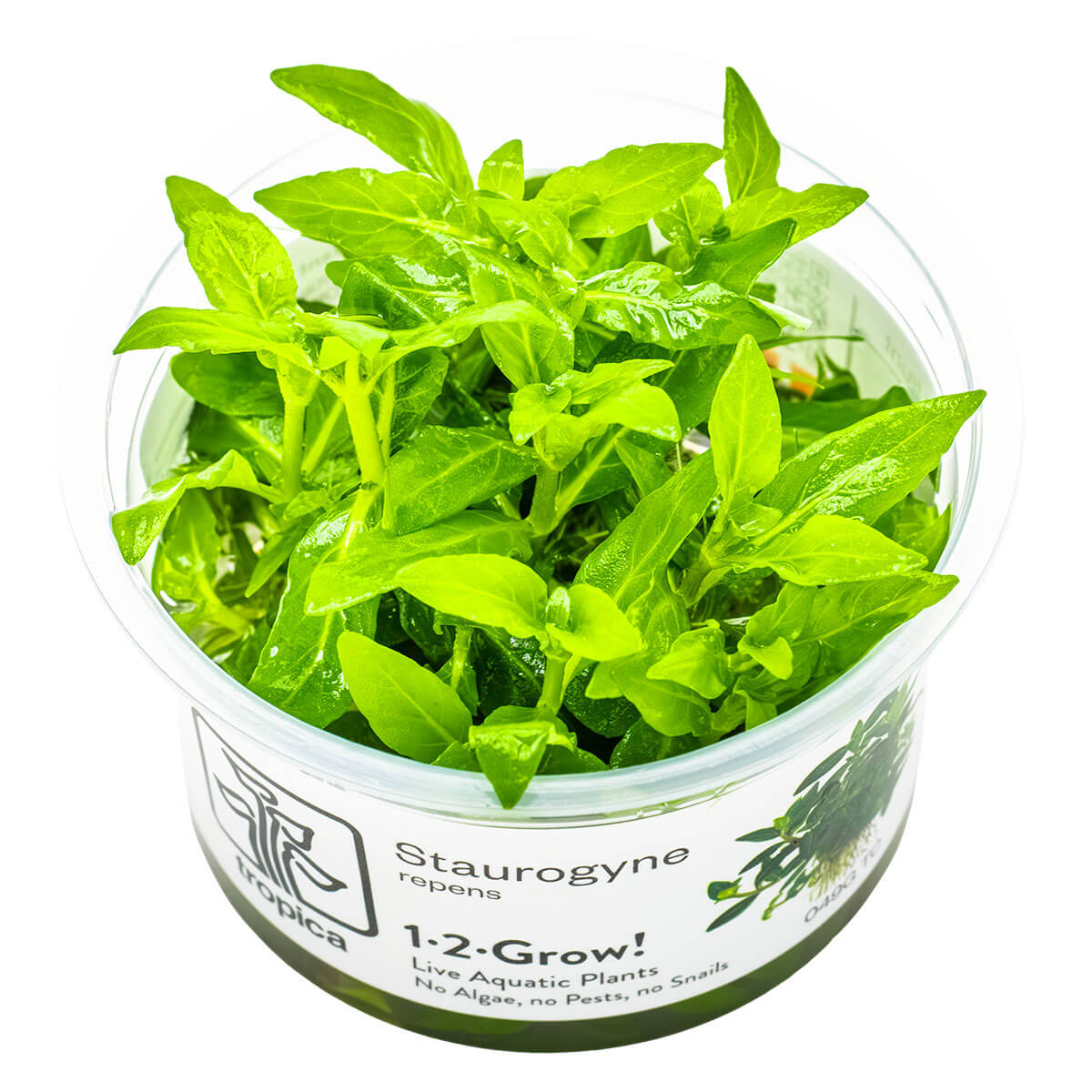 Tropica 049G Tissue Culture - Staurogyne repens in transparent container with fresh green leaves.