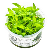Tropica 049G Tissue Culture - Staurogyne repens in transparent container with fresh green leaves.