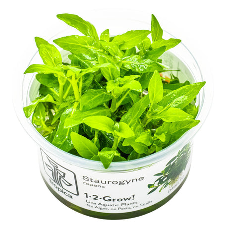 Tropica 049G Tissue Culture - Staurogyne repens in transparent container with fresh green leaves.