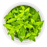 Tropica 049G Tissue Culture - Staurogyne repens showcasing vibrant green leaves in a transparent container.