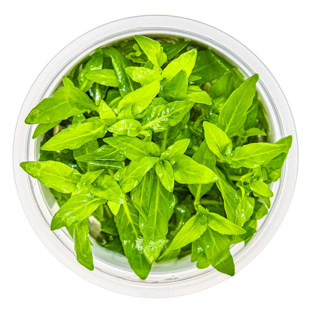 Tropica 049G Tissue Culture - Staurogyne repens showcasing vibrant green leaves in a transparent container.