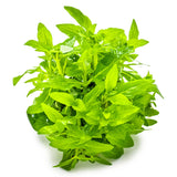 Tropica 049G Tissue Culture - Staurogyne repens plant in vivid green, compact form for aquarium foreground.