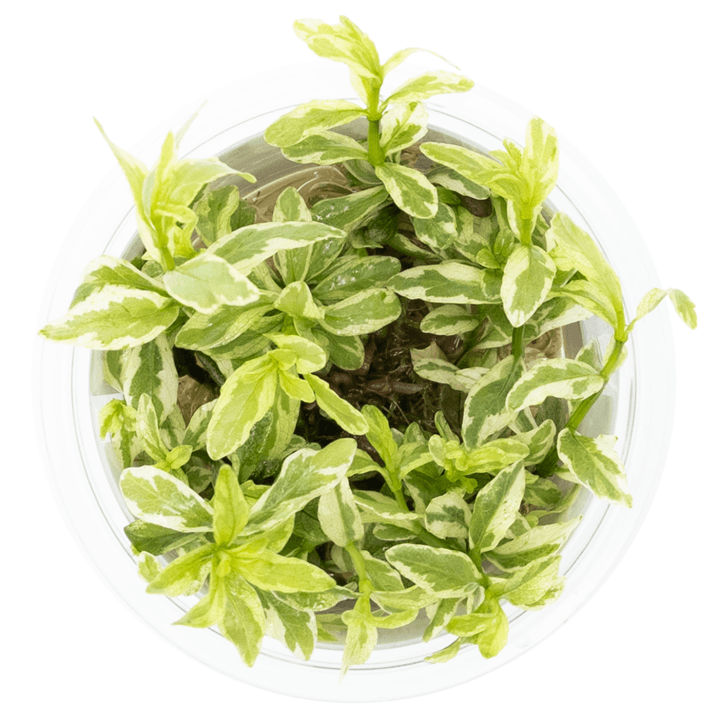 Tropica 050A Tissue Culture - Hygrophila Polysperma White plant in tissue culture container, showing light green and white leaves.