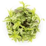 Tropica 050A Tissue Culture - Hygrophila Polysperma White plant in tissue culture container, showing light green and white leaves.