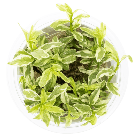 Tropica 050A Tissue Culture - Hygrophila Polysperma White plant in tissue culture container, showing light green and white leaves.