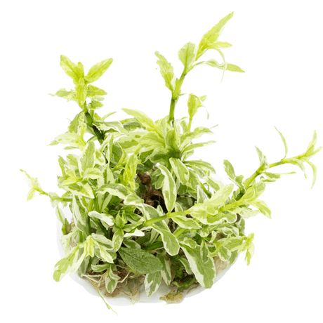 Tropica 050A Tissue Culture - Hygrophila Polysperma White vibrant aquatic plant in tissue culture