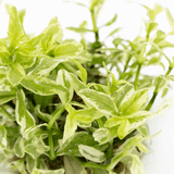 Tropica 050A Tissue Culture - Hygrophila Polysperma White plant with pale green and white leaves.