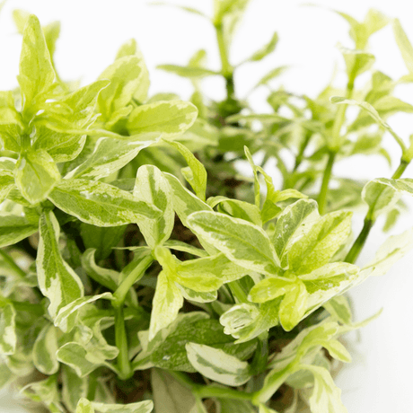 Tropica 050A Tissue Culture - Hygrophila Polysperma White plant with pale green and white leaves.