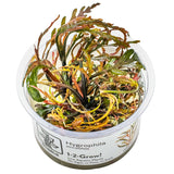 Tropica 051A Tissue Culture - Hygrophila pinnatifida