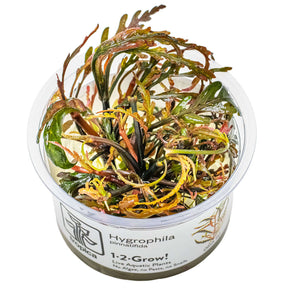 Tropica 051A Tissue Culture - Hygrophila pinnatifida live aquatic plant in closed cup for aquarium use.