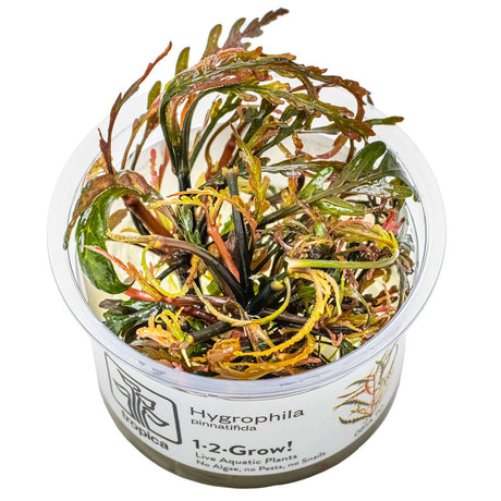 Tropica 051A Tissue Culture - Hygrophila pinnatifida live aquatic plant in closed cup for aquarium use.