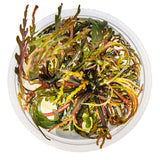 Tropica 051A Tissue Culture - Hygrophila pinnatifida in a clear cup, showcasing vibrant green and burgundy leaves.