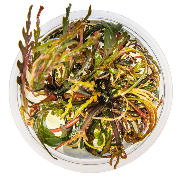 Tropica 051A Tissue Culture - Hygrophila pinnatifida in a clear cup, showcasing vibrant green and burgundy leaves.