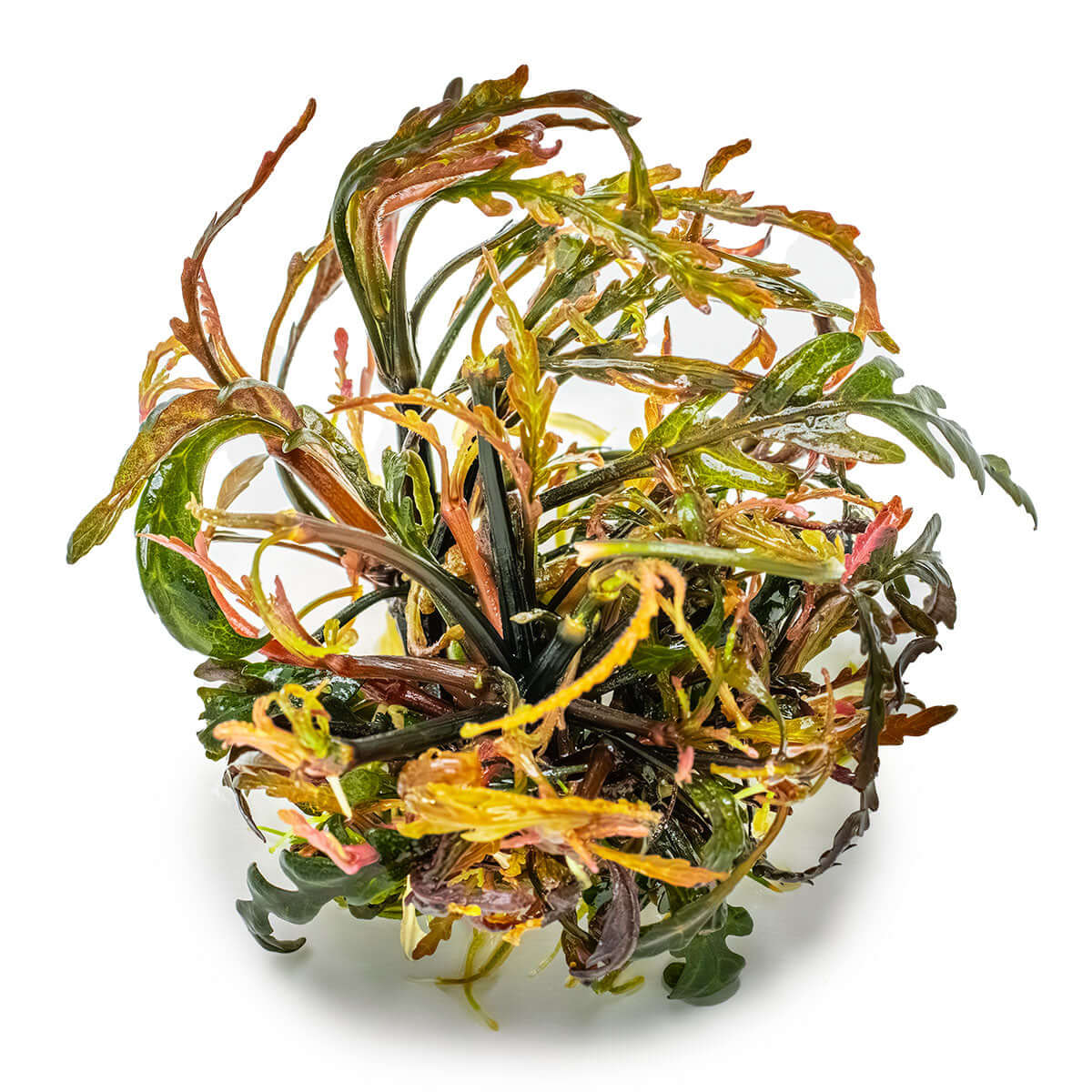 Tropica 051A Tissue Culture - Hygrophila pinnatifida aquatic plant in closed cup, showcasing unique foliage.