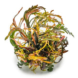 Tropica 051A Tissue Culture - Hygrophila pinnatifida aquatic plant in closed cup, showcasing unique foliage.