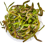 Tropica 051B Tissue Culture - Hygrophila lancea Araguaia in a clear container, showcasing its lush green foliage.