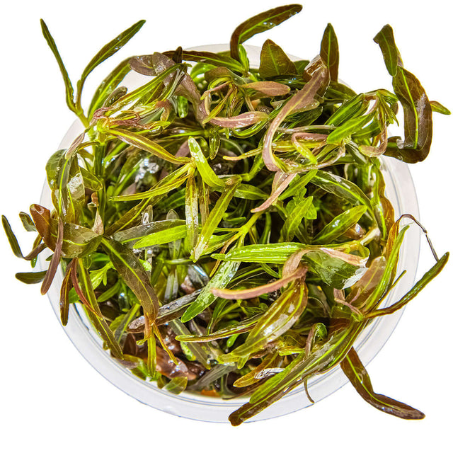 Tropica 051B Tissue Culture - Hygrophila lancea Araguaia in a clear container, showcasing its lush green foliage.