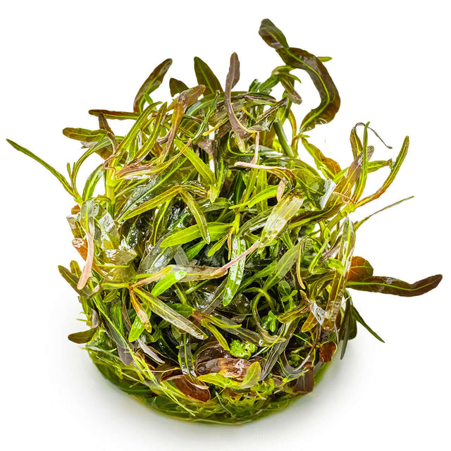 Tropica 051B Tissue Culture - Hygrophila lancea Araguaia plant in tissue culture packaging, showcasing lush green leaves.