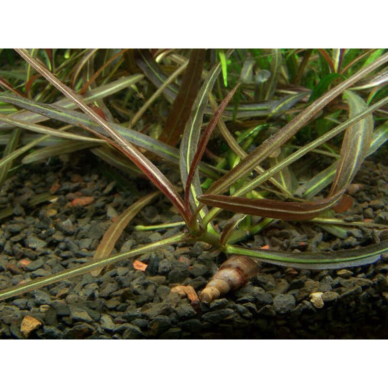 Tropica 051B Tissue Culture - Hygrophila lancea Araguaia plant growing in aquarium substrate.