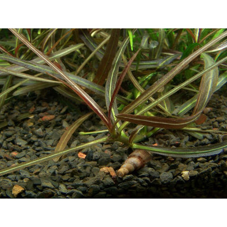 Tropica 051B Tissue Culture - Hygrophila lancea Araguaia plant growing in aquarium substrate.