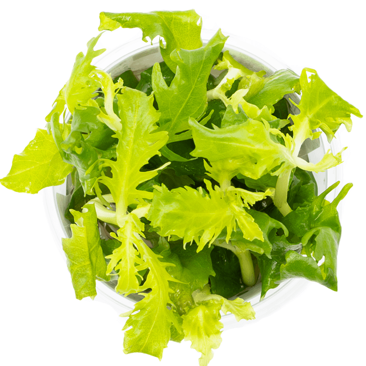 Tropica 051 Tissue Culture - Hygrophila Difformis fresh green aquatic plant for aquariums.