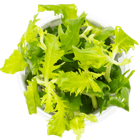 Tropica 051 Tissue Culture - Hygrophila Difformis fresh green aquatic plant for aquariums.