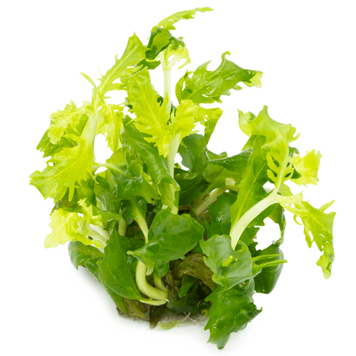 Tropica 051 Tissue Culture - Hygrophila Difformis vibrant green aquatic plant for aquarium balance