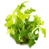 Tropica 051 Tissue Culture - Hygrophila Difformis vibrant green aquatic plant for aquarium balance