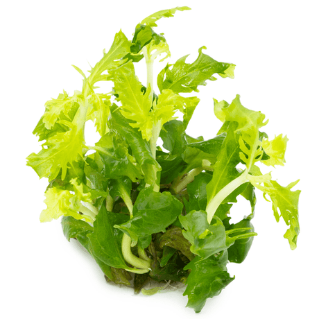 Tropica 051 Tissue Culture - Hygrophila Difformis vibrant green aquatic plant for aquarium balance