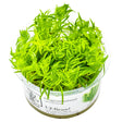 Tropica 053F Tissue Culture - Pogostemon Deccanensis in 1-2-Grow! cup, bright green, compact aquatic plant ideal for aquariums.