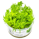 Tropica 053F Tissue Culture - Pogostemon Deccanensis in 1-2-Grow! cup, bright green, compact aquatic plant ideal for aquariums.
