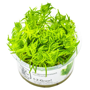 Tropica 053F Tissue Culture - Pogostemon Deccanensis in 1-2-Grow! cup, bright green, compact aquatic plant ideal for aquariums.