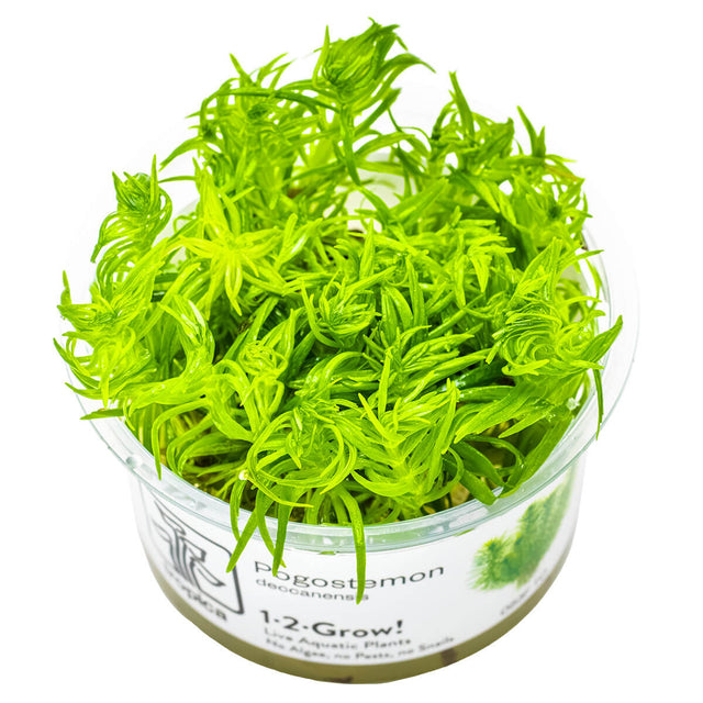 Tropica 053F Tissue Culture - Pogostemon Deccanensis in 1-2-Grow! cup, bright green, compact aquatic plant ideal for aquariums.