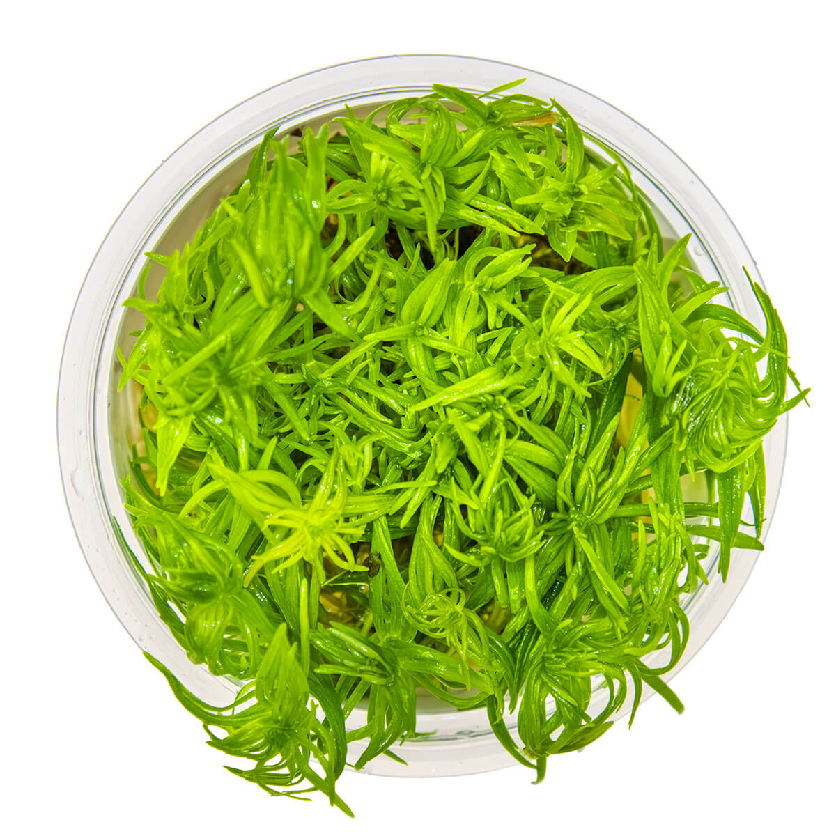 Tropica 053F Tissue Culture - Pogostemon Deccanensis in a clear container, showcasing vibrant green foliage.