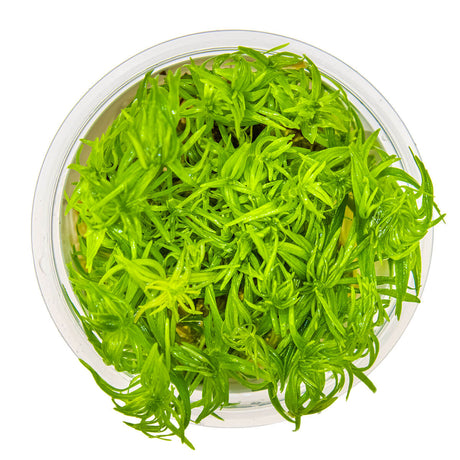 Tropica 053F Tissue Culture - Pogostemon Deccanensis in a clear container, showcasing vibrant green foliage.